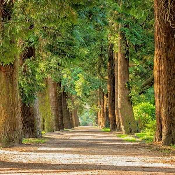 Duvar Kağıdı / DAĞ & ORMAN