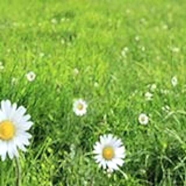 3D Cam Tezgah Alnı / Çim