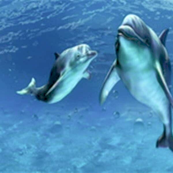 3D Cam Tezgah Alnı / Akvaryum-Sualtı