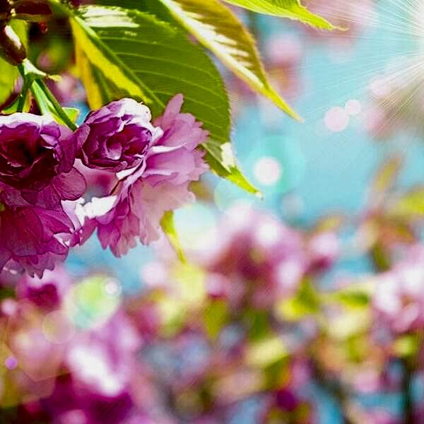 Gergi Tavan / Çiçek Görselleri