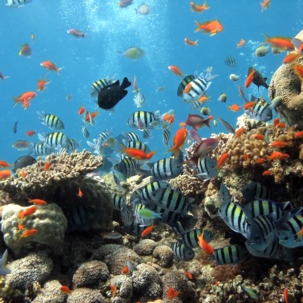 Gergi Tavan / Akvaryum Görselleri